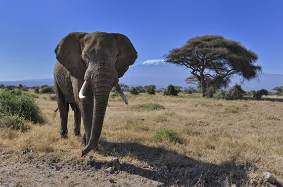 Amboseli National Park